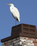 ... on the top of my chimney!