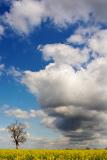 Cliche Scape *<br><b>8th Place<b>