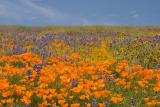 PoppyScape Carrizo Plain *