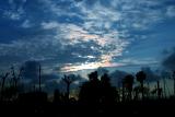 Black and blue *