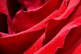 Red Rose *