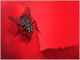 A Fly In The Red Light District*