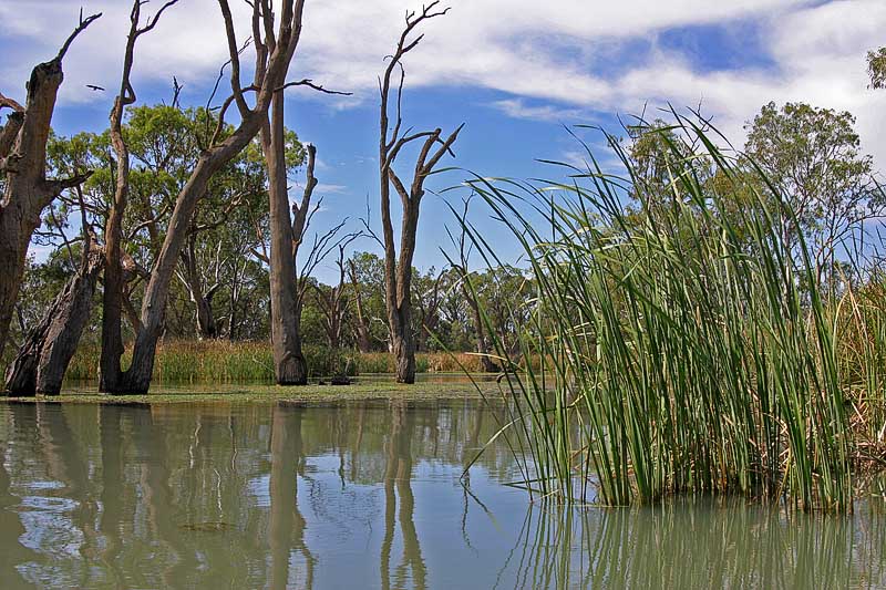 Reed scape  *