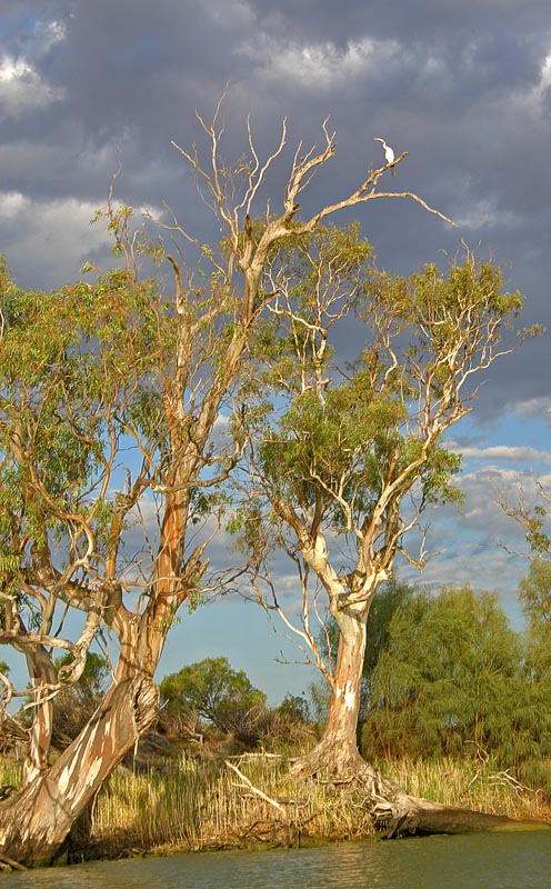 River Red Gums  *