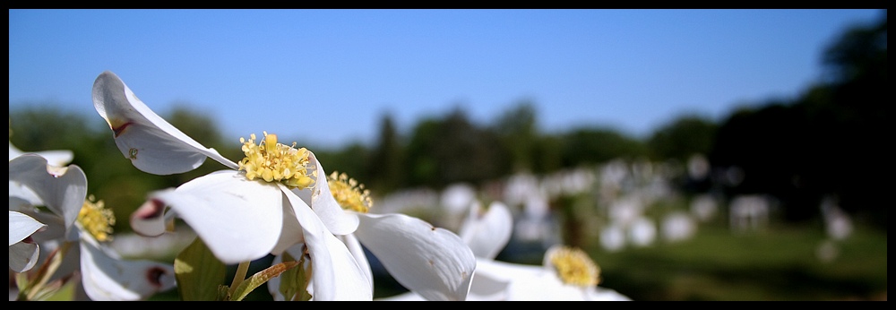 Life and Death (*)