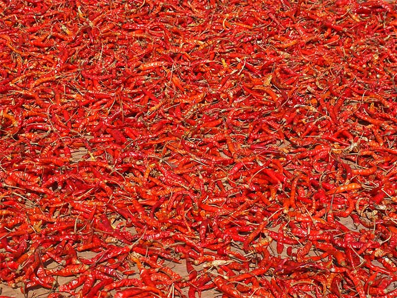 Red Hot Chili Peppers *
