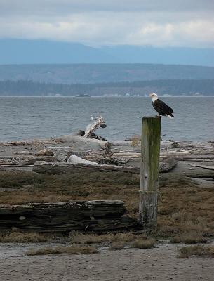Seagull looking for handout