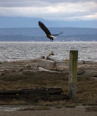 Bald Eagle Take Off
