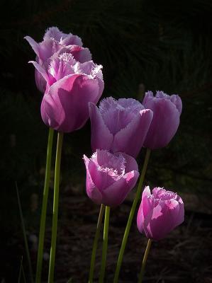 Parrot Tulips