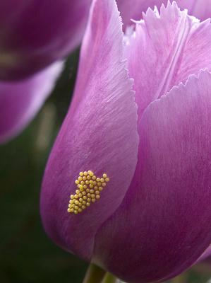 Moth eggs laid last night