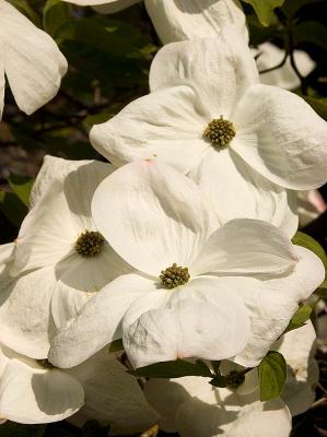 Dogwood Bloom