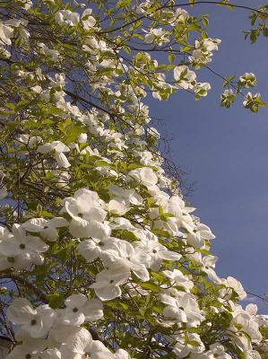 Dogwood Tree