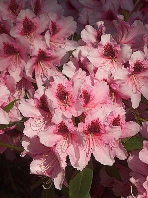 Rhododendron - G. W. Leake