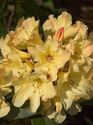 Rhododendron - Nancy Evans