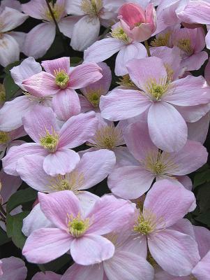 Clematis