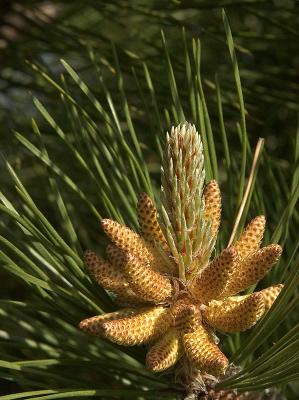 Pine Cone Bud