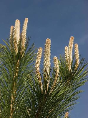 Pine Candles