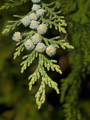 Juniper Berries
