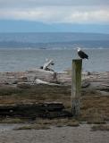 Seagull looking for handout