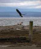 Bald Eagle Take Off