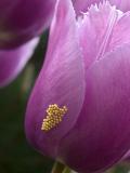 Moth eggs laid last night