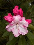 Rhododendron - Point Defiance