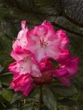 Rhododendron - Point Defiance