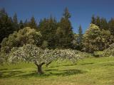 Old Apple Tree