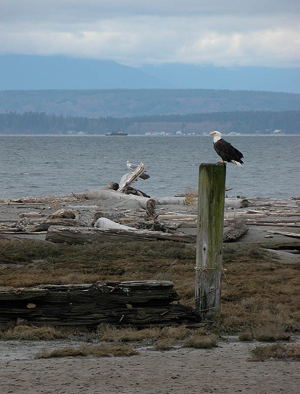 Seagull looking for handout