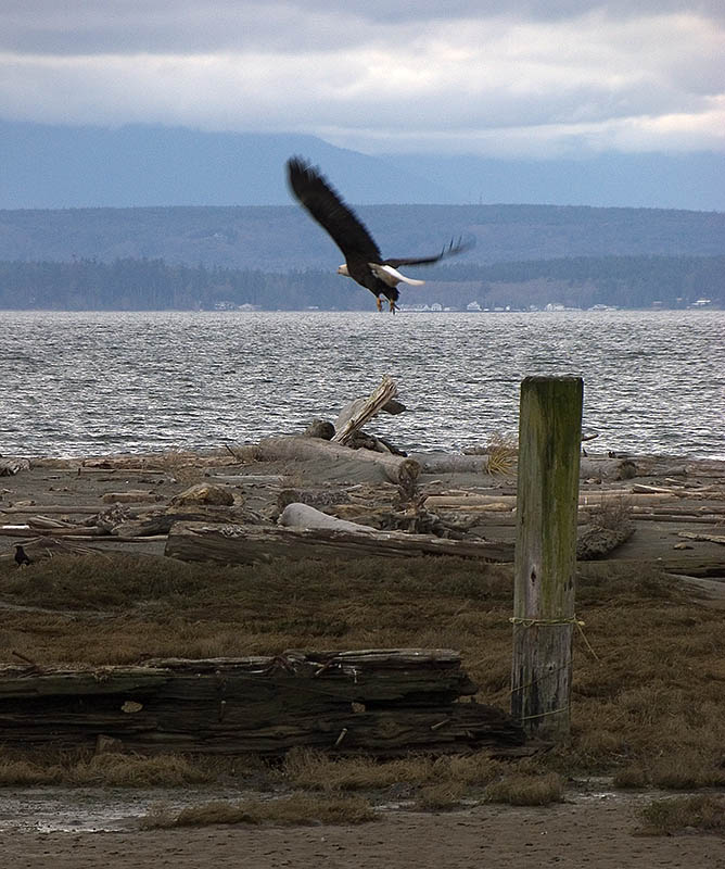 Bald Eagle Take Off
