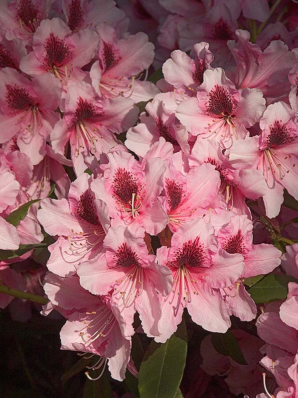 Rhododendron - G. W. Leake