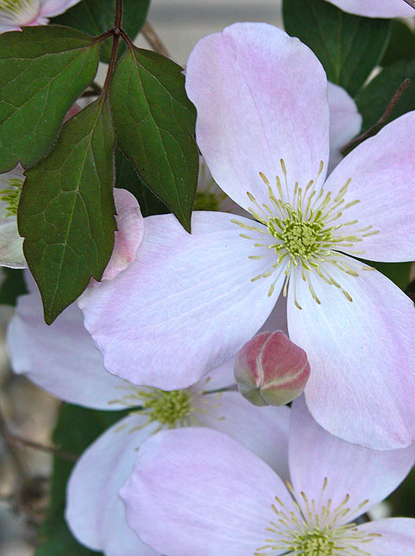 Clemetis