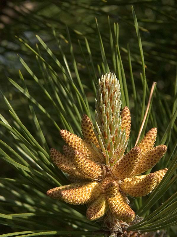 Pine Cone Bud