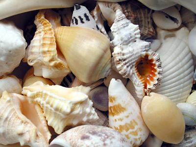 Sea Shells