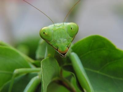 Hello