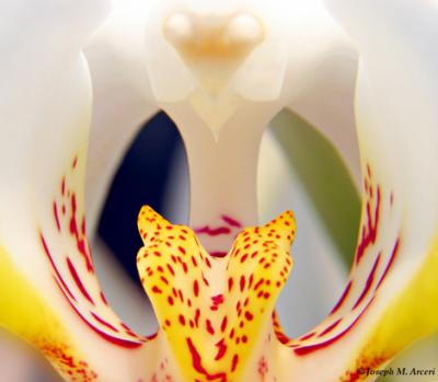 Orchid Unfolding