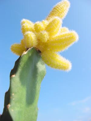 giant cactus (5 inches tall!)