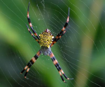 Maui Spider