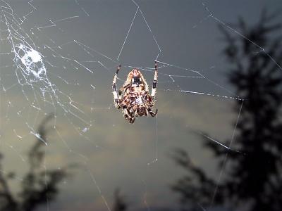 And along came a Spider