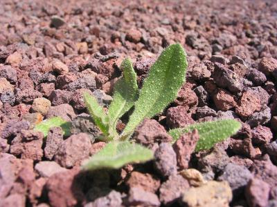 A Weed's Life