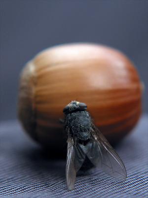 The Fly