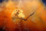 <b>Ill See you on  ....</b><br><i>the darker side of the moon</i>