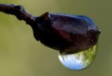 Just one drop *
