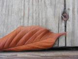 fall