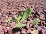 A Weeds Life