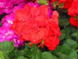 Flower from the Market