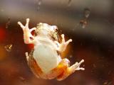 Baby Tree Frog