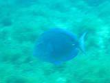 blue tang