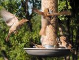 Sparrows