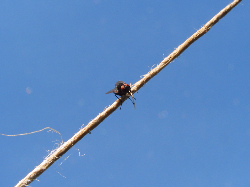 fly-by-wire